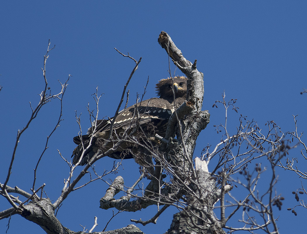 Greater Spotted Eagle