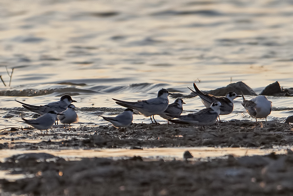 Little Tern