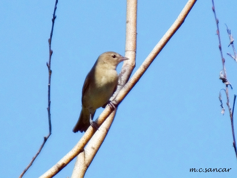 Garden Warbler