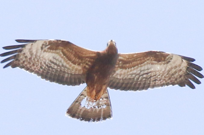 European Honey Buzzard