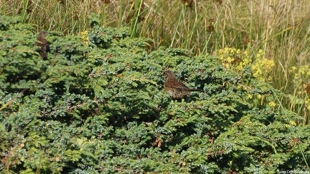 Dunnock