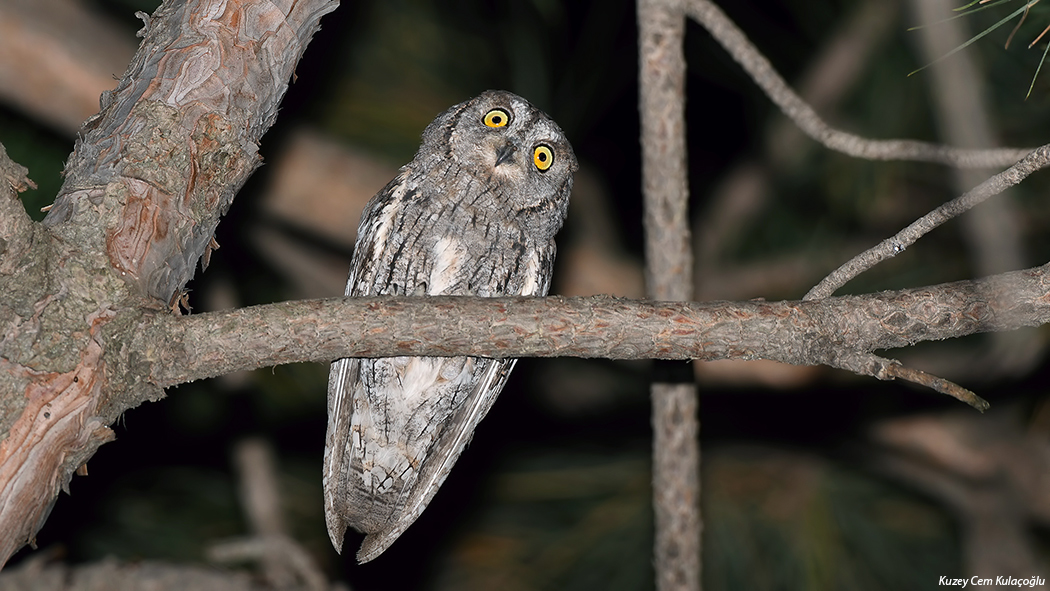 Eurasian Scops Owl