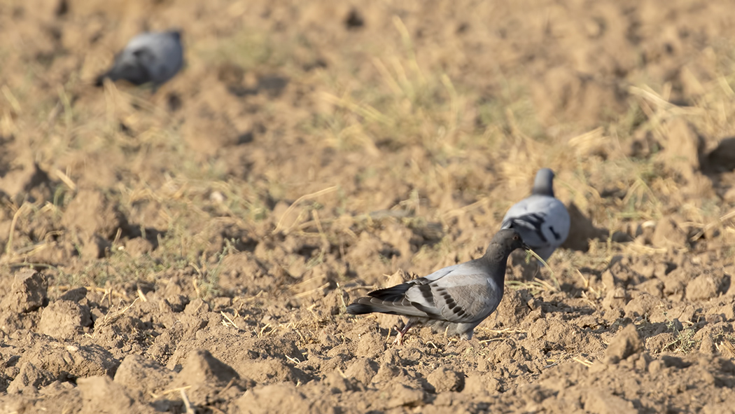 Rock Dove