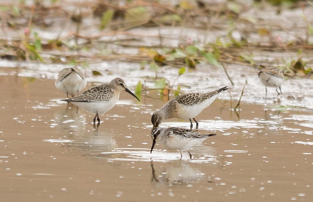 Broad-billed Sandpiper