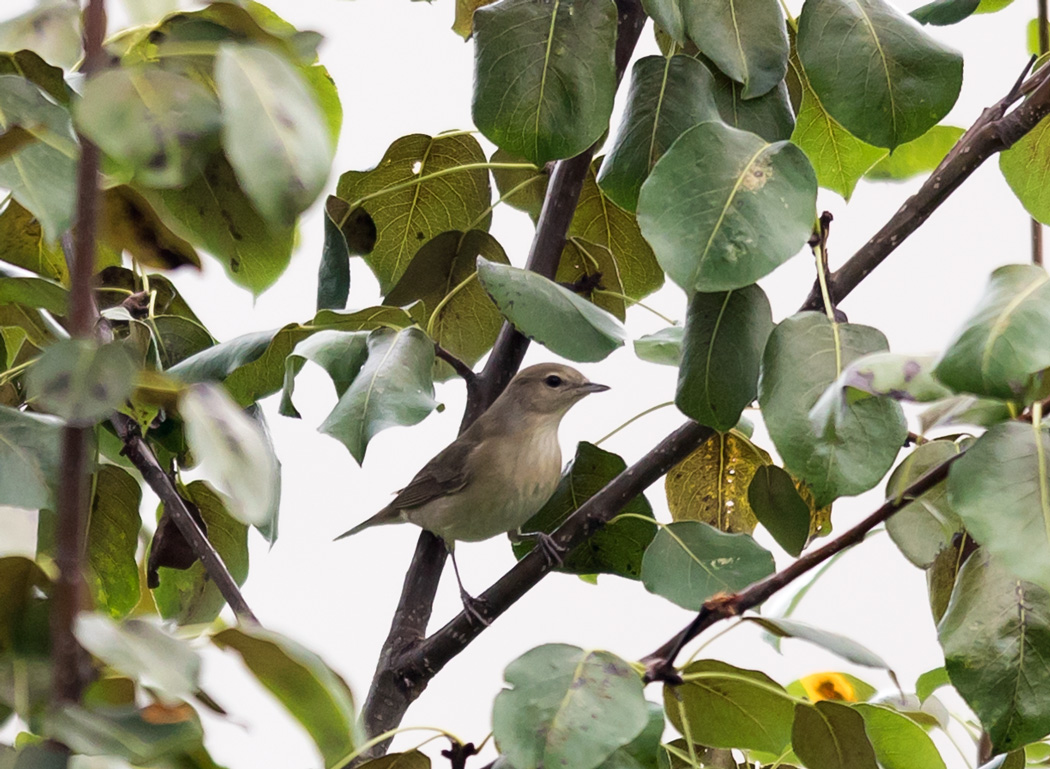 Garden Warbler