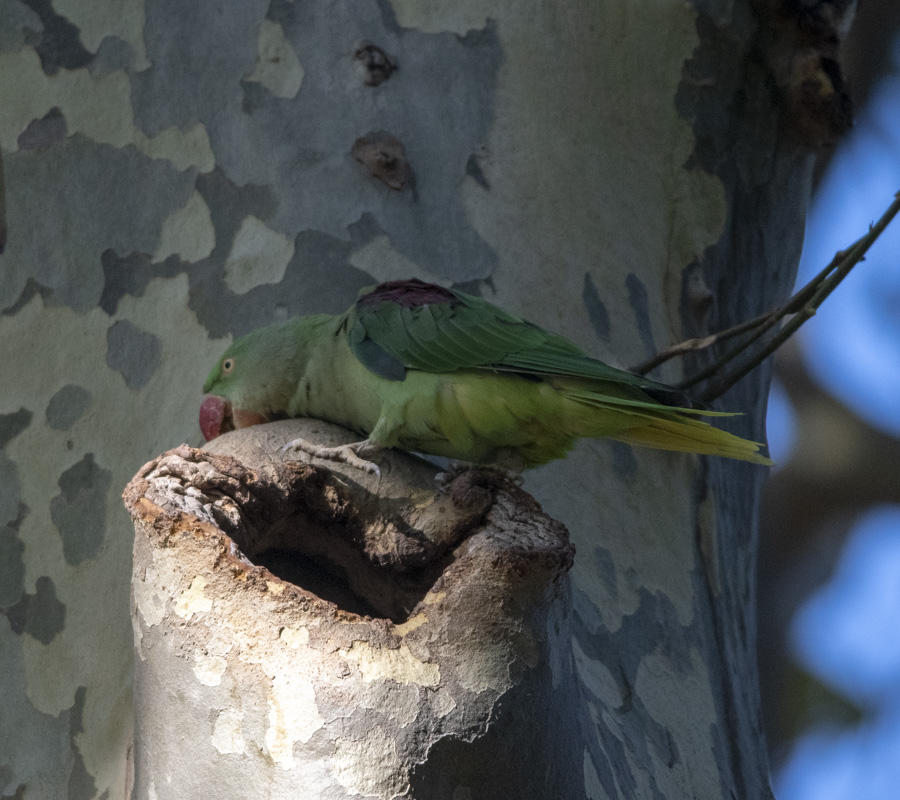 Alexandrine Parakeet