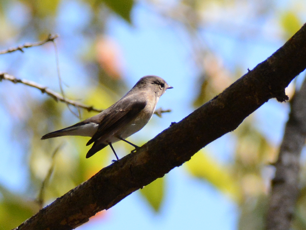 Red-breasted Flycatcher