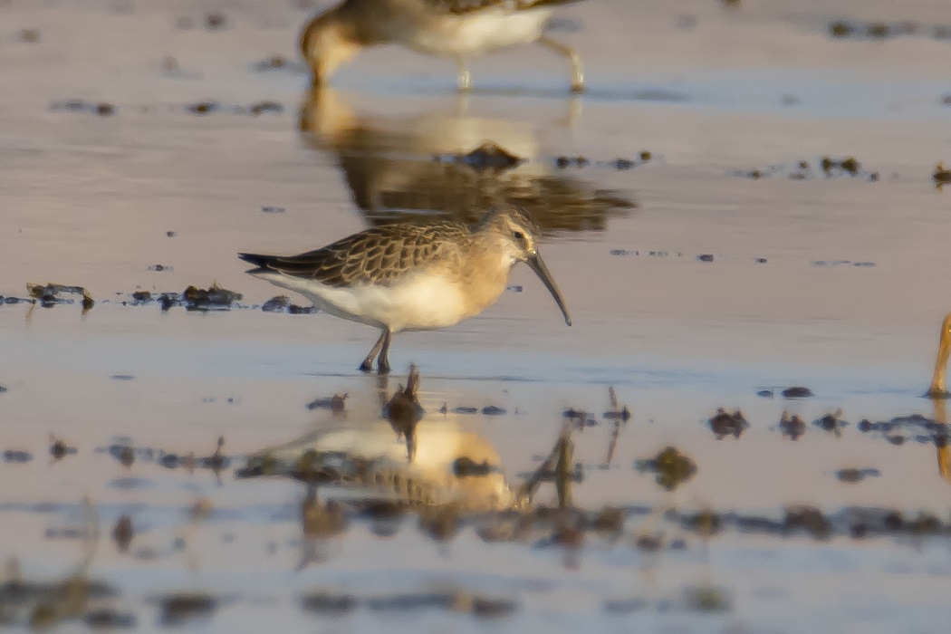 Curlew Sandpiper