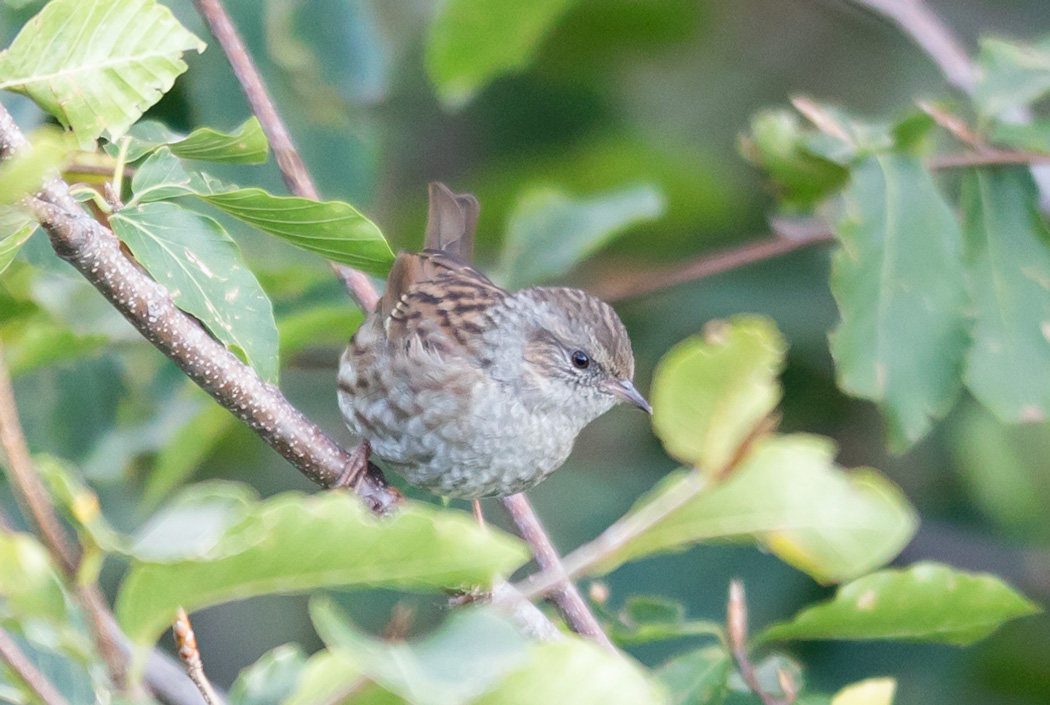 Dunnock