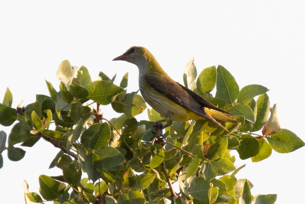 Eurasian Golden Oriole