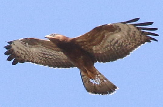 European Honey Buzzard