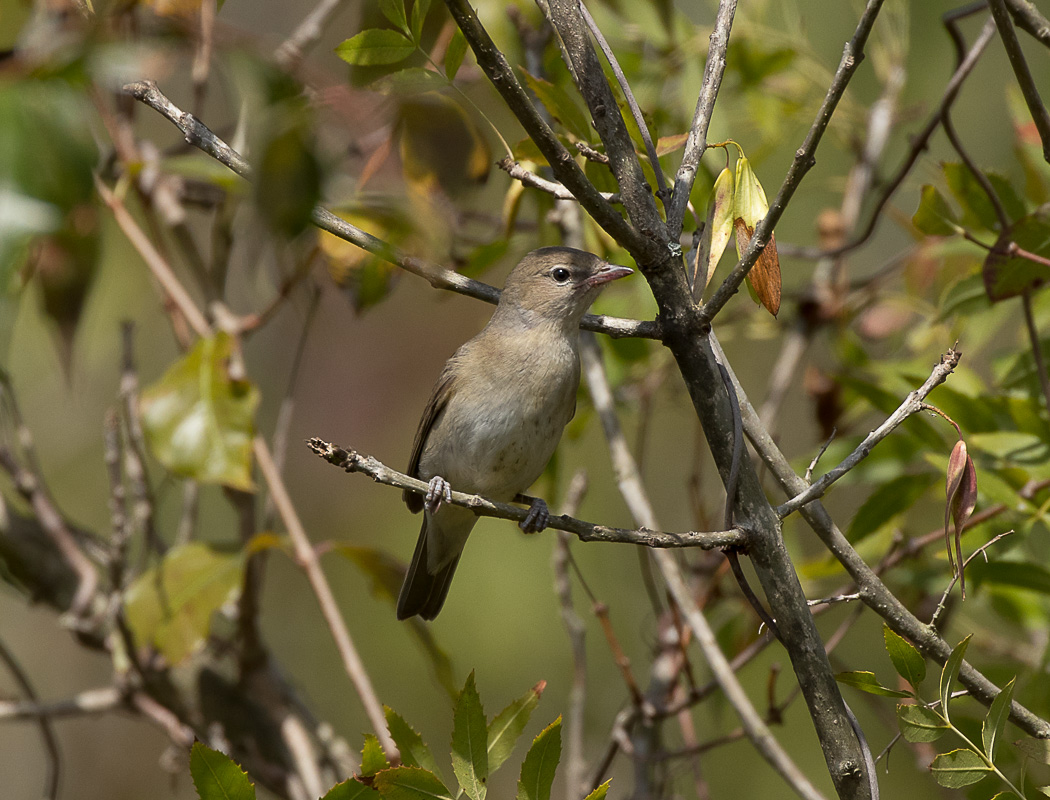 Garden Warbler