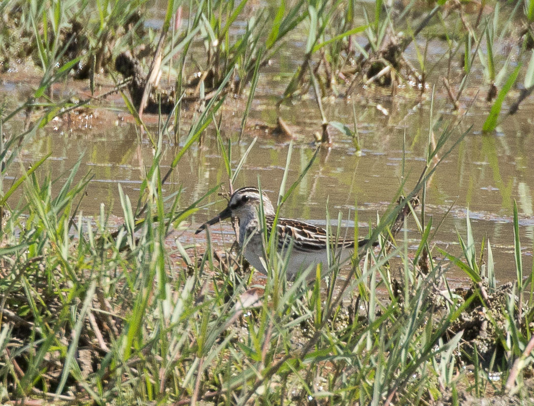 Broad-billed Sandpiper