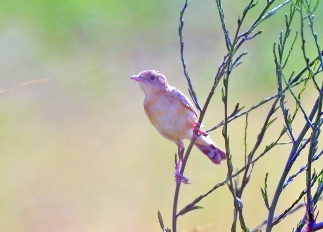 Zitting Cisticola