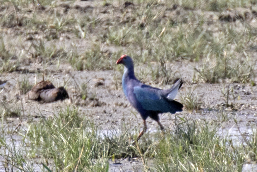 Grey-headed Swamphen