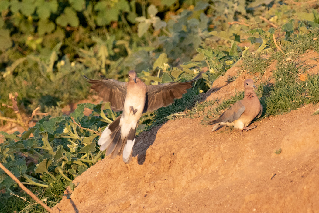 Laughing Dove