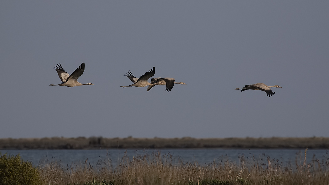 Common Crane