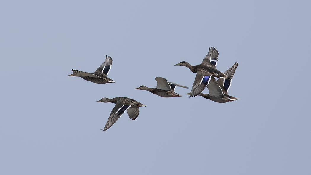 Mallard