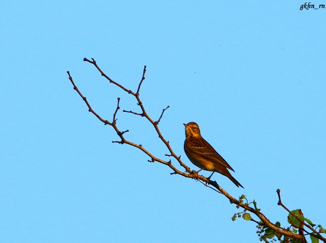 Tree Pipit