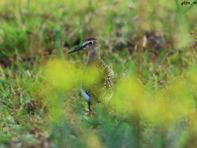 Wood Sandpiper