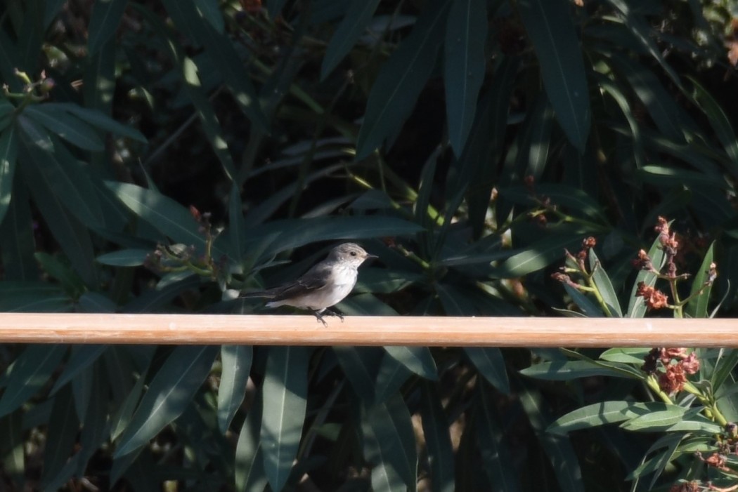 Spotted Flycatcher