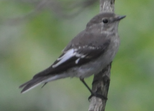 Semicollared Flycatcher
