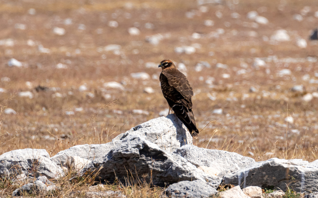 Montagu`s Harrier