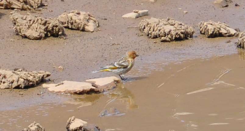 Red-fronted Serin