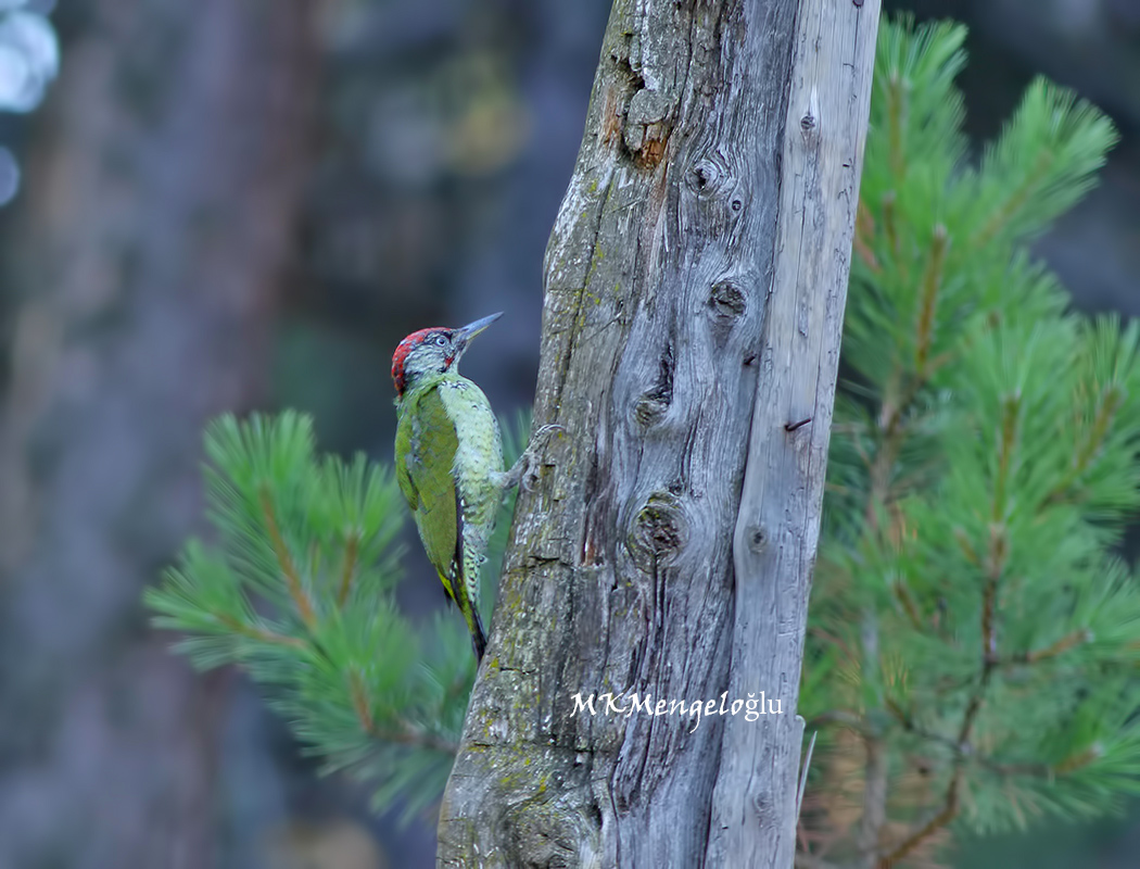 European Green Woodpecker
