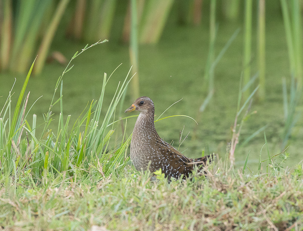 Spotted Crake
