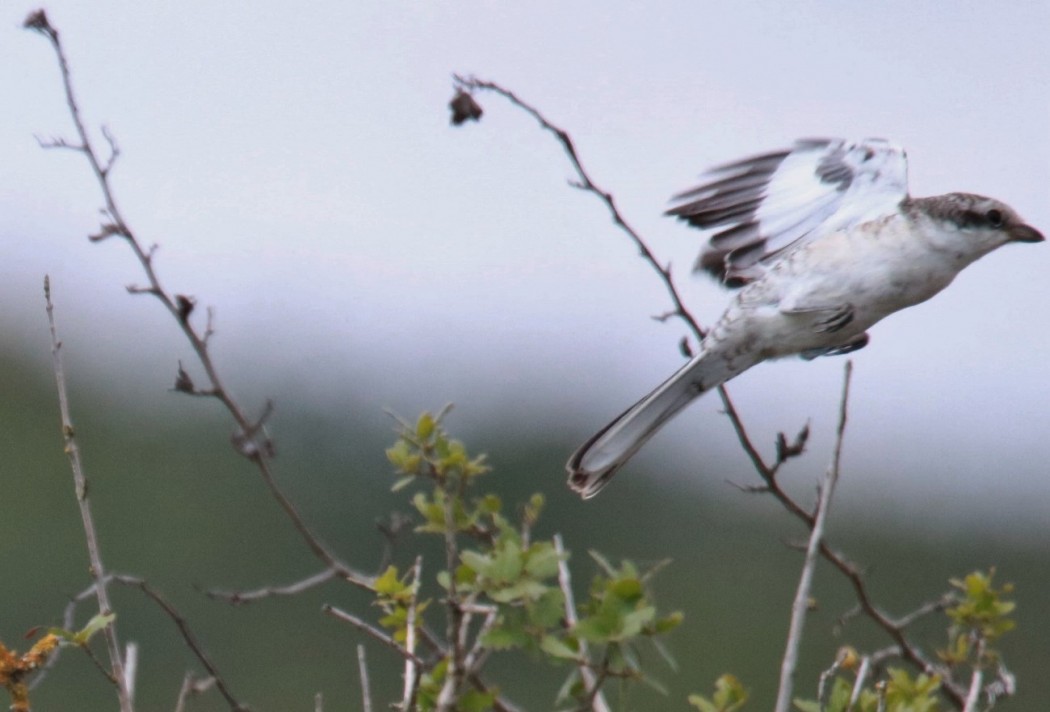 Masked Shrike