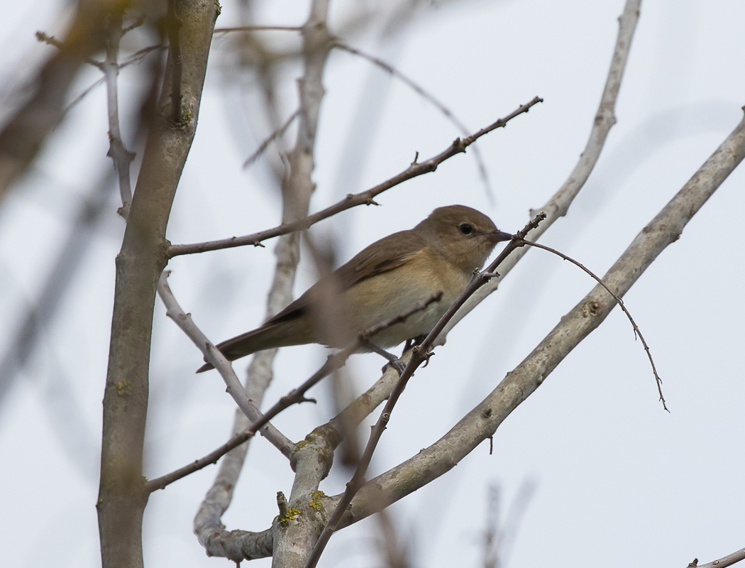 Red-breasted Flycatcher