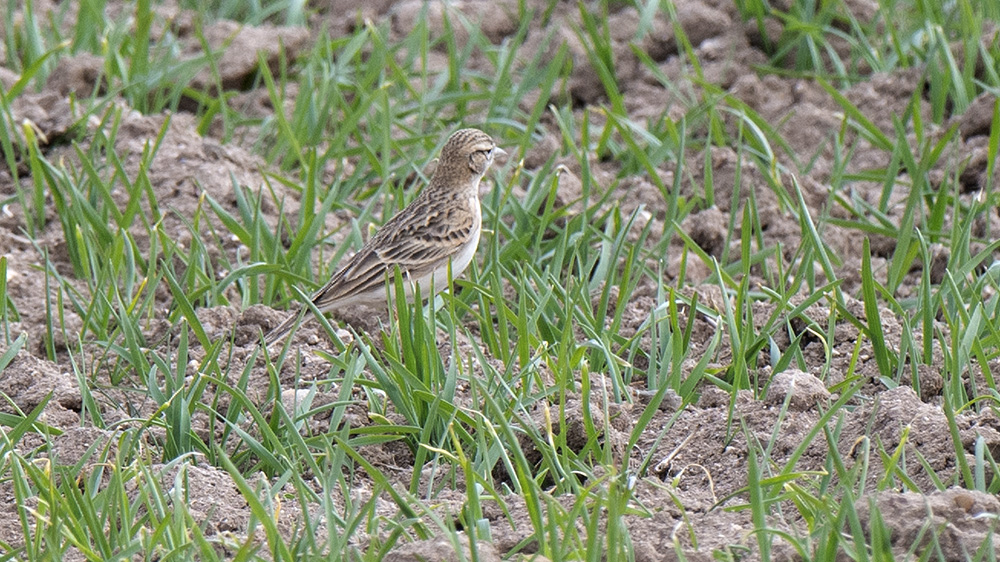 Eurasian Skylark