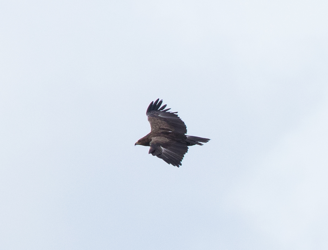 Steppe Eagle