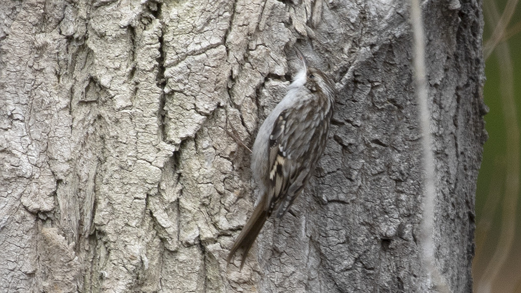 Short-toed Treecreeper