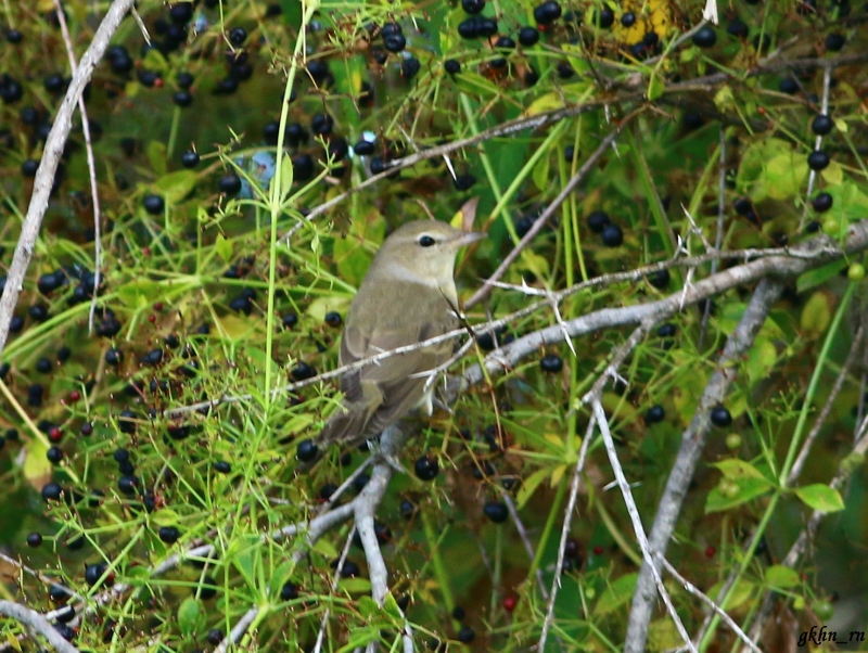 Garden Warbler