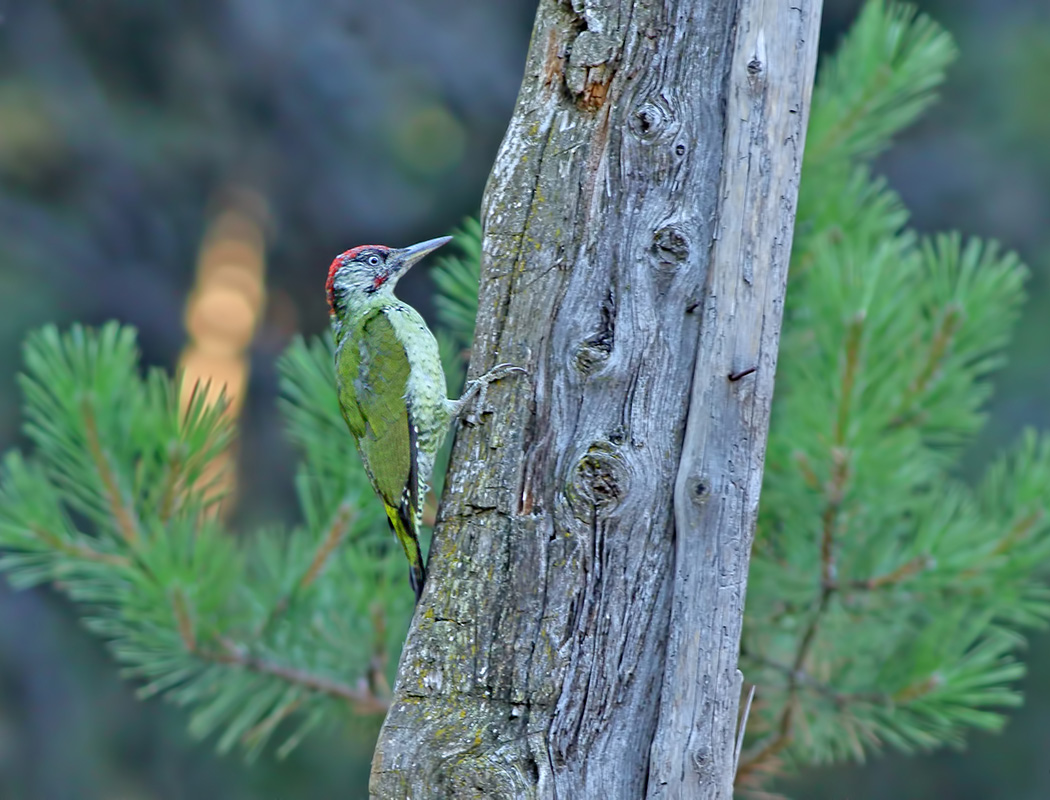 European Green Woodpecker