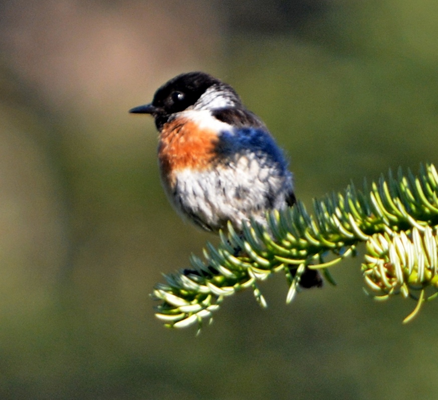Siberian Stonechat