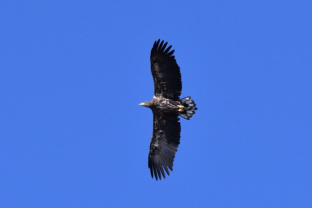 Akkuyruklu Kartal