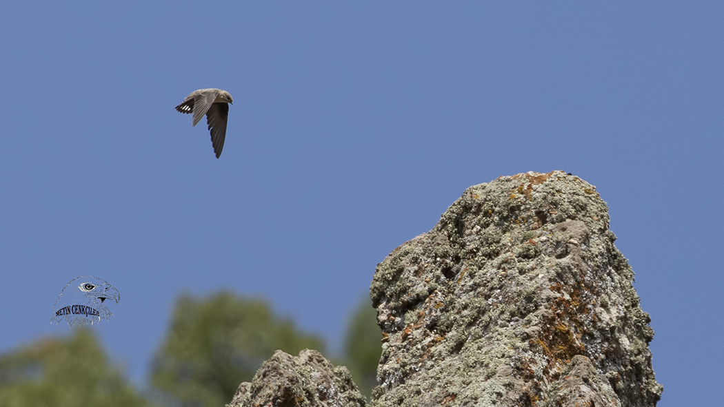 Eurasian Crag Martin