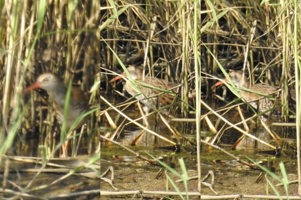 Water Rail