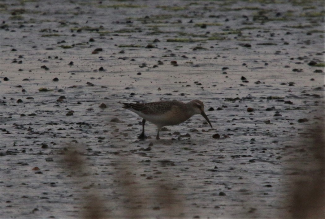 Curlew Sandpiper