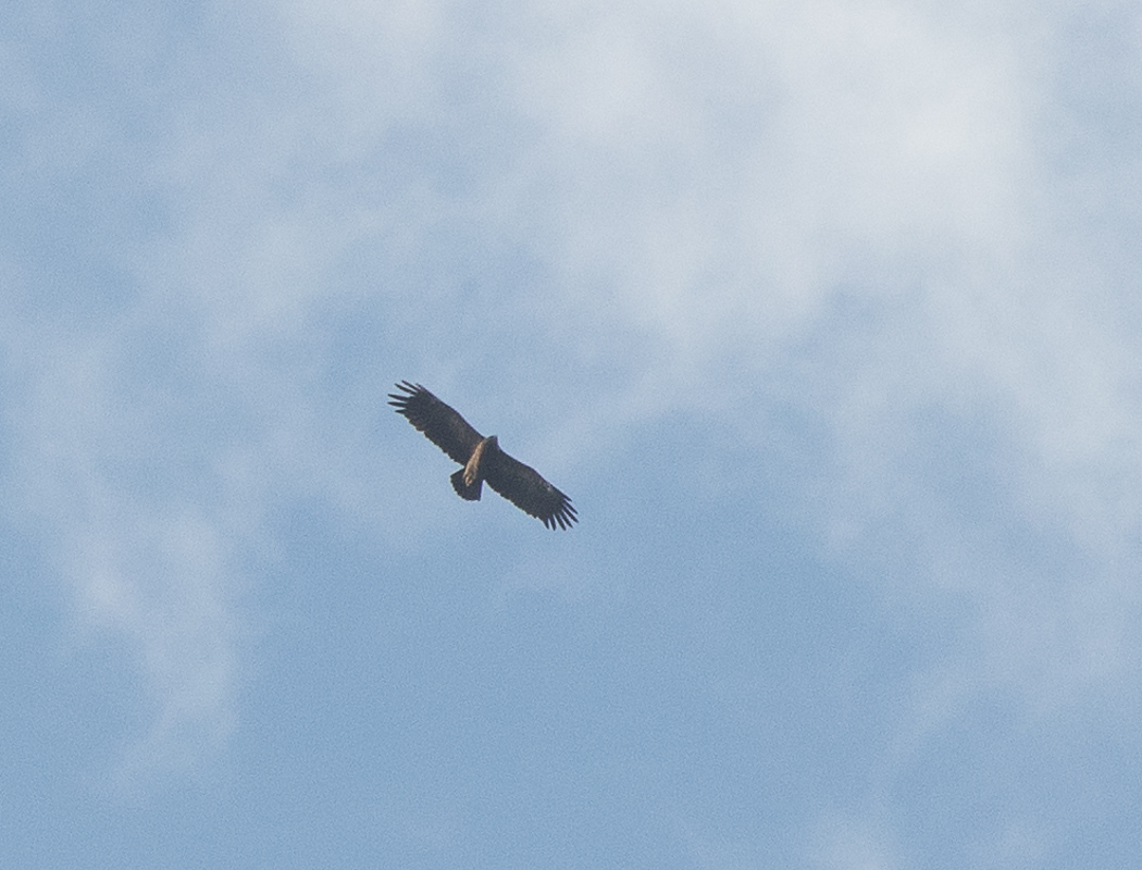 Greater Spotted Eagle