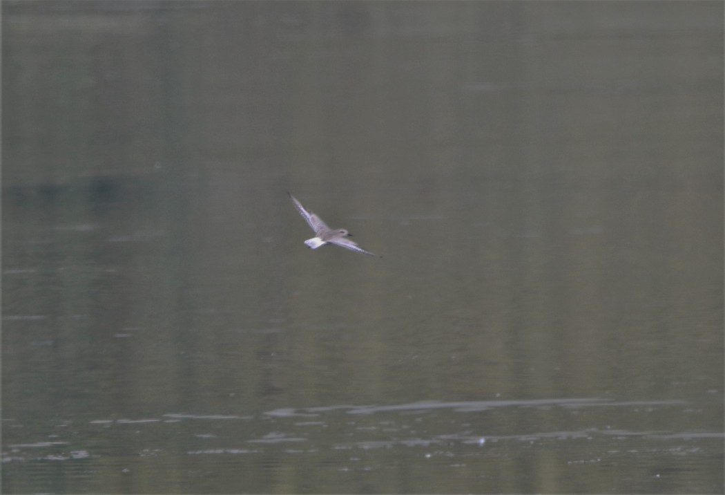 Little Gull