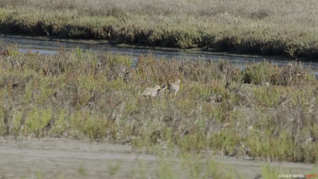 Eurasian Stone-curlew
