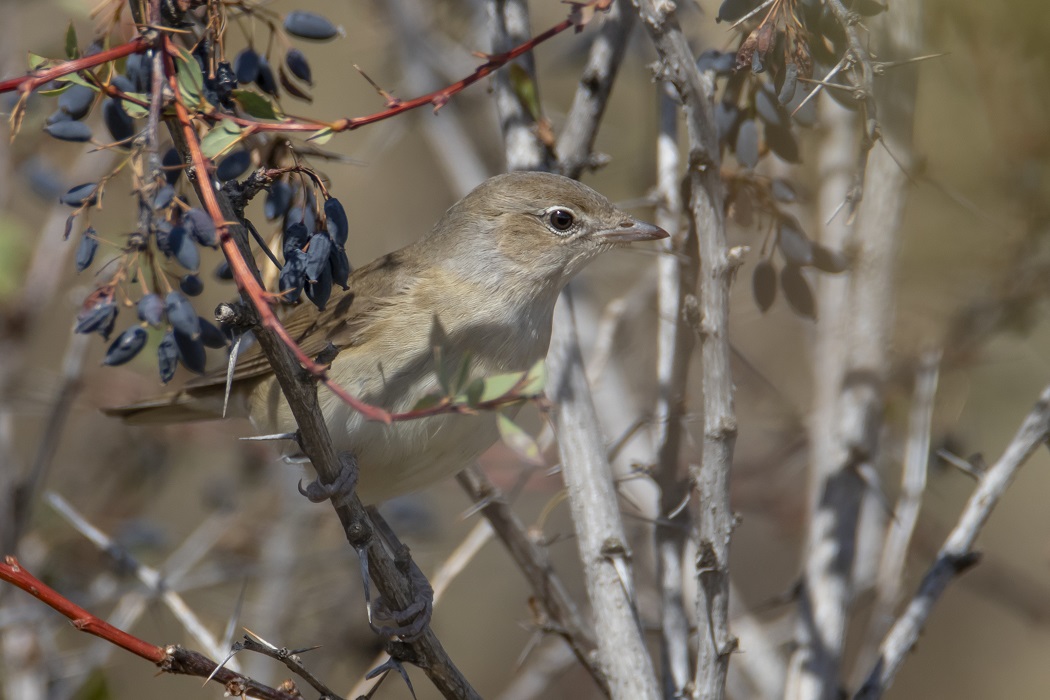 Garden Warbler