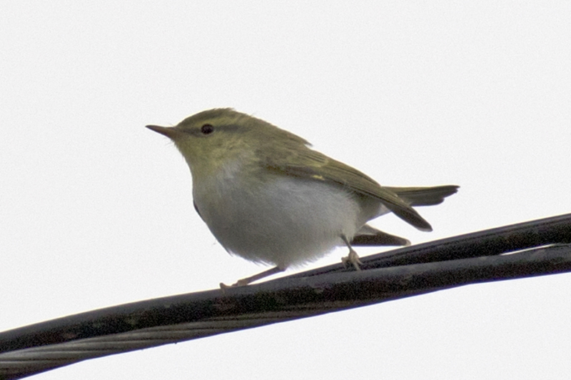 Wood Warbler