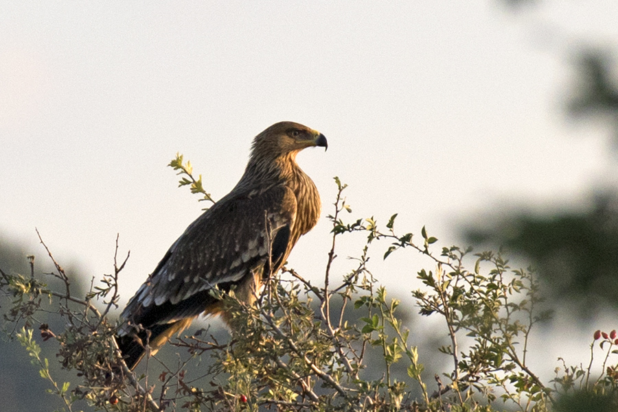 Eastern Imperial Eagle