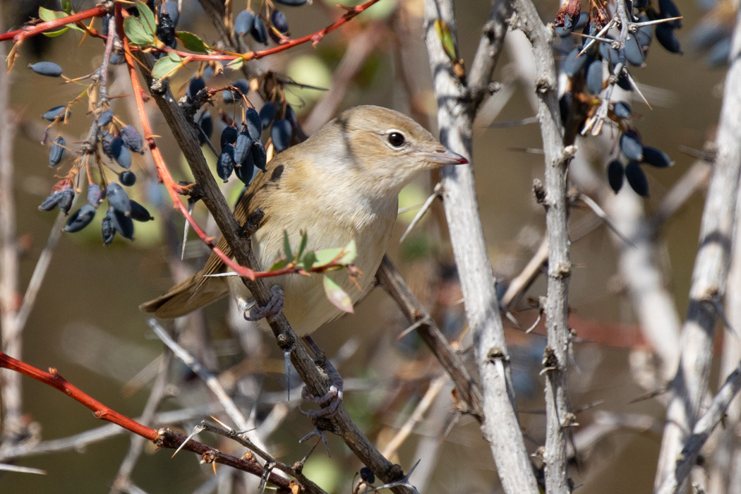 Garden Warbler