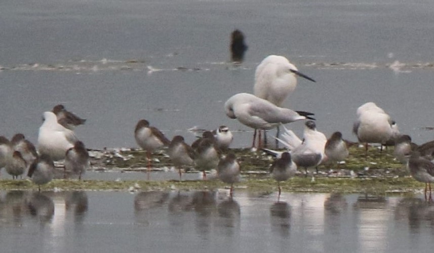 Little Gull